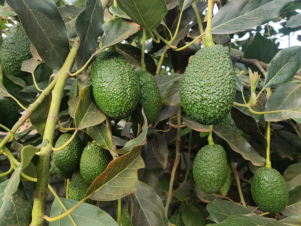 Hass avocados hanging on a tree on a Kenyan farm