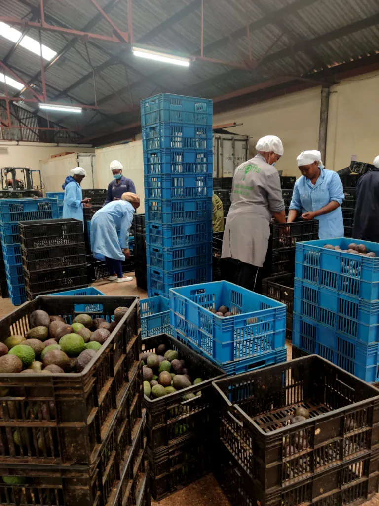 The Crofts sorting hall in Thika, with staff checking avocados beside stacked crates