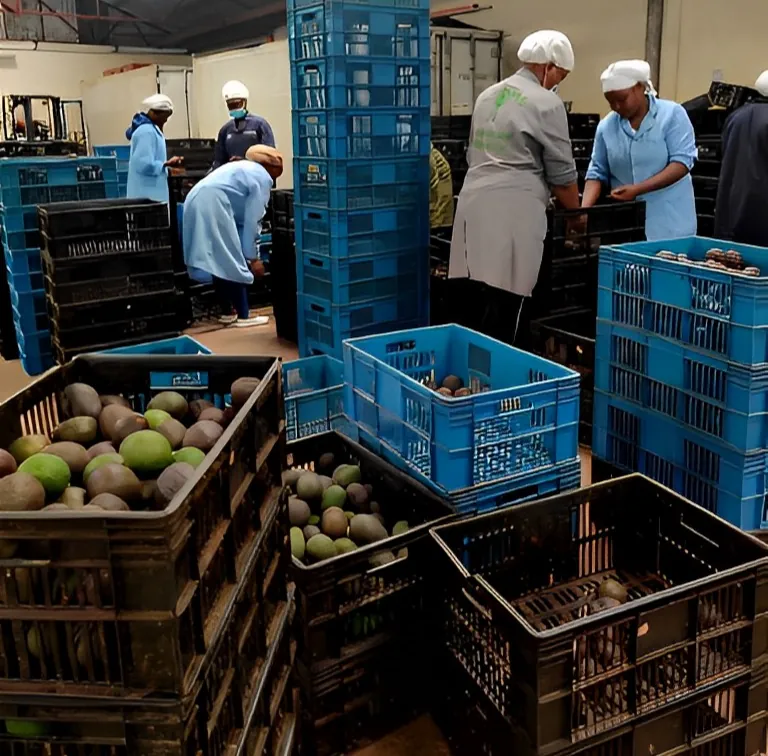 Crofts staff in hairnets and coats sorting avocados from crates at the Thika factory